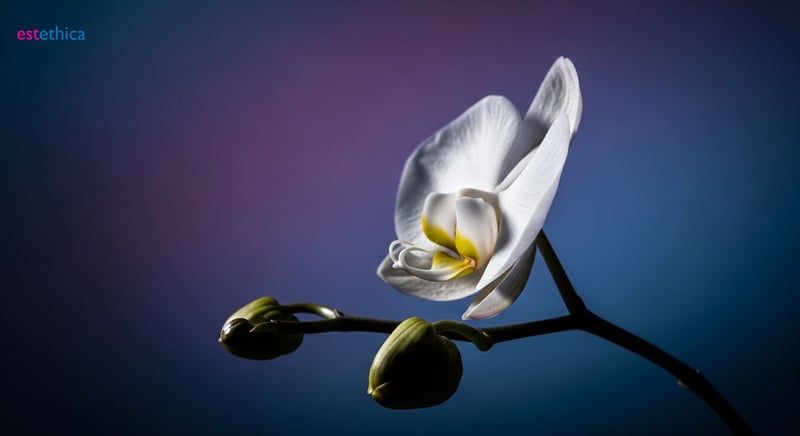 Understanding motives for male enhancement surgery
