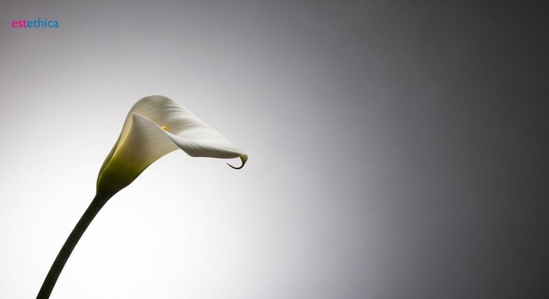 Understanding penile augmentation procedures