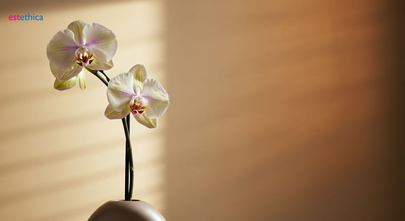 Core elements of aesthetic design