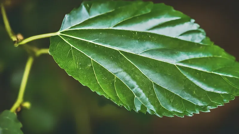 Mulberry Leaf Benefits