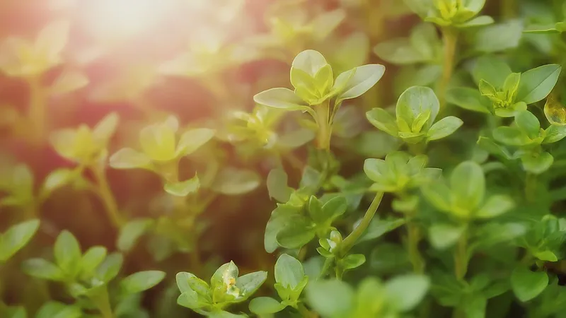 Thyme Herb