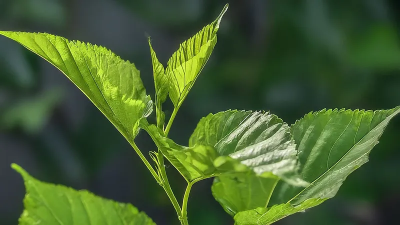 Mulberry Leaf Benefits