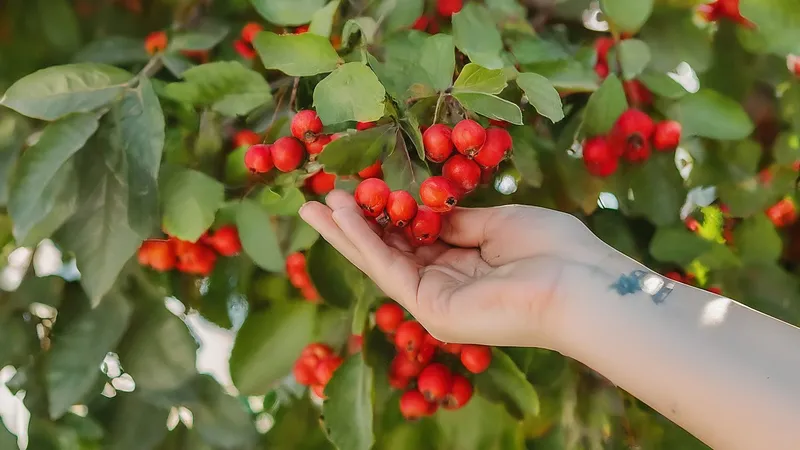 القيمة الغذائية لفاكهة الزعرور والعناصر الغذائية الهامة فيها